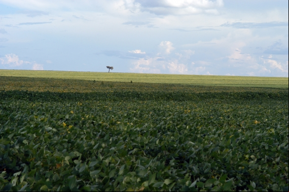 Cerrado do Piauí